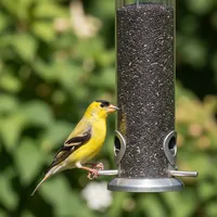 img of The Best Finch Feeders in 2026: Nyjer Tubes and Upside-Down Designs