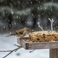 img of The Ultimate Guide to Finch Suet: High-Fat Energy for Winter Survival