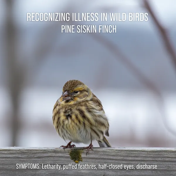 img of The Silent Killer: How to Identify and Prevent Salmonella at Your Feeders