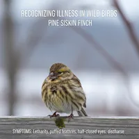 img of The Silent Killer: How to Identify and Prevent Salmonella at Your Feeders