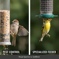 img of The Bully Bird Problem: How to Keep House Sparrows off Your Finch Feeders