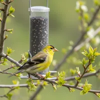 img of Spring Migration: How to Welcome Goldfinches Back to Your Yard