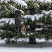 img of Winter Finch Feeding Guide: Keeping Flocks Happy in the Snow