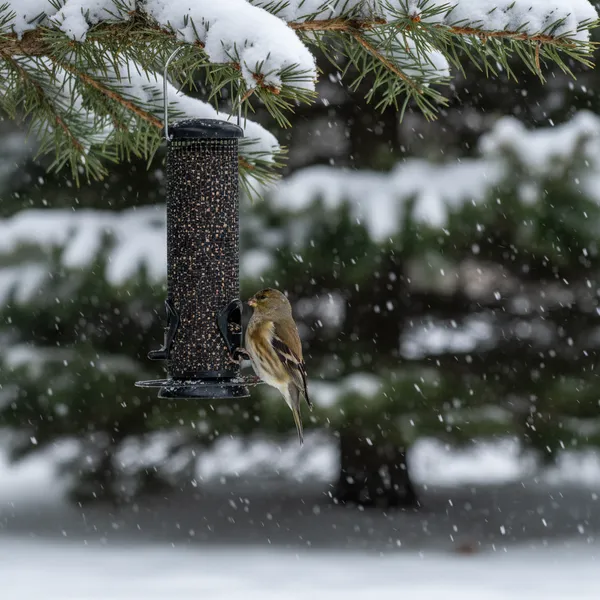 img of Winter Finch Feeding Guide: Keeping Flocks Happy in the Snow